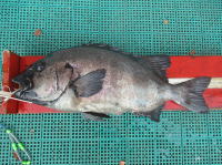9/1 石鯛 62.0cm/4,100g 新保さん