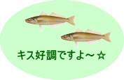 今年はキスが好調です♪