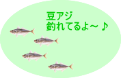 豆アジ釣れてるよ～♪